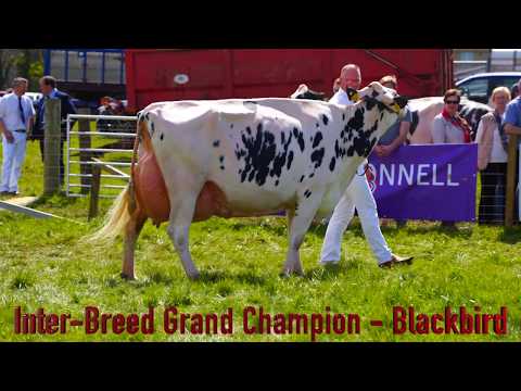 Ayr Show Dairy Inter-Breed Championship.Holstein/Ayrshire/Jersey.4K video.Sony A73