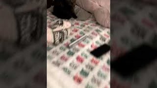 Blind Cat Shocked to Hear a New Voice in the Home || ViralHog