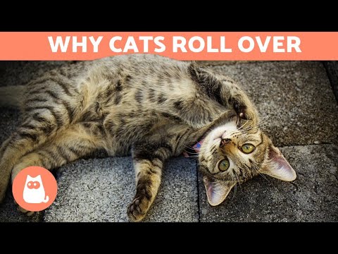YouTube video about: Why do cats show their belly?
