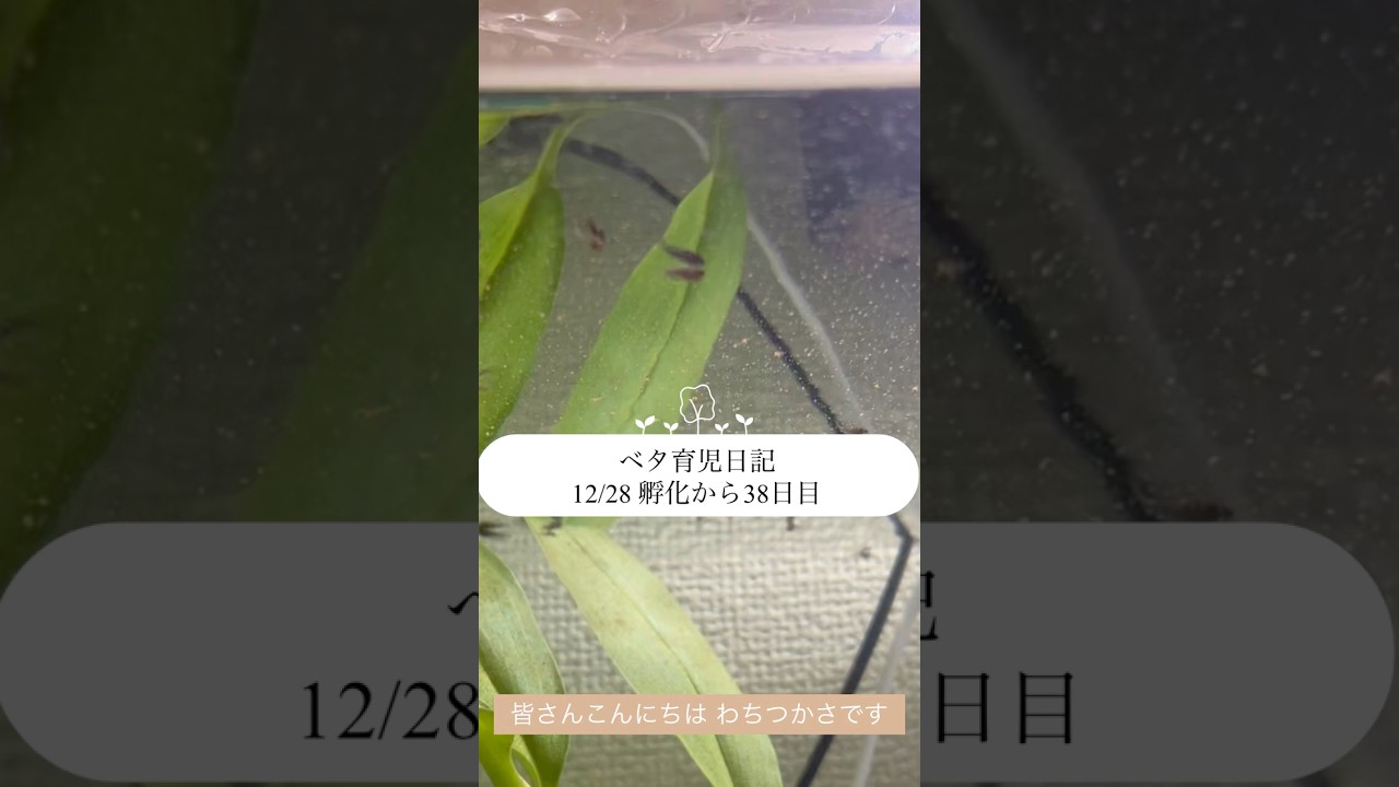 【ベタ育児日記 孵化から38日目】#ベタ飼育 #ベタ繁殖