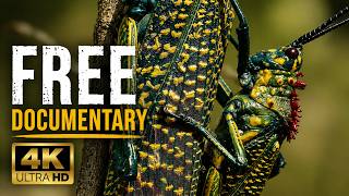 The World's Rarest Feline & Madagascar's Hidden Canyons | FULL DOCUMENTARY | Free Nature Movie