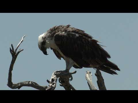 Osprey eats a fish held in his huge claws – then cleans his beak