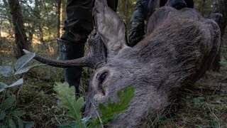 Rotwildbrunft in Polen 2018 - Red stag hunting in Poland 4k