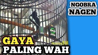 Download lagu Aksi kacer ngobra nagen paling di cari saling pukul mp3