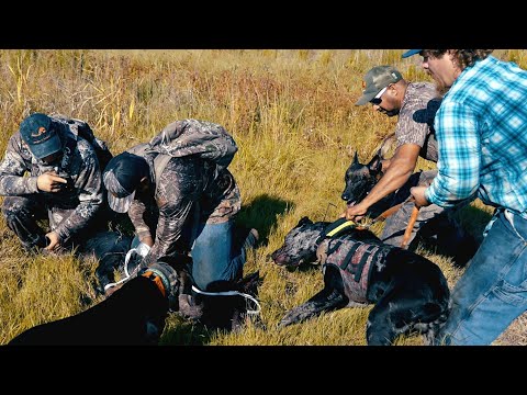 Dangerous Pig Hunting with Dogs