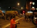 Ringling Bros Walking Of The Elephants