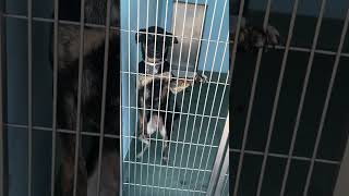 Video preview image #1 German Shepherd Dog Puppy For Sale in Pasadena, CA, USA