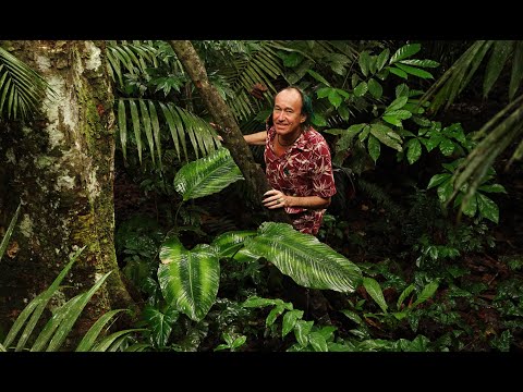 FIELD TRIP WITH PATRICK BLANC IN PERU - IQUITOS, THE HEART OF AMAZONIA