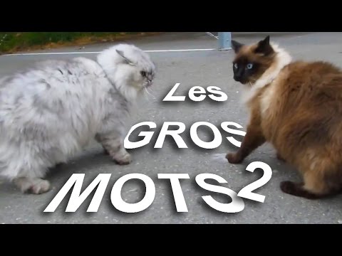 download lagu mp3 mp4 Les Gros Chats, download lagu Les Gros Chats gratis, unduh video klip Les Gros Chats