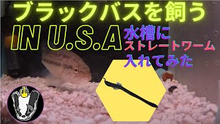 ブラックバスを飼う in U.S.A 腹ぺこバスの水槽にストレートワームを入れてみた。