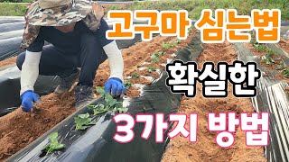 고구마 물안주고 심는법 확실한 3가지 방법 무조건 성공
