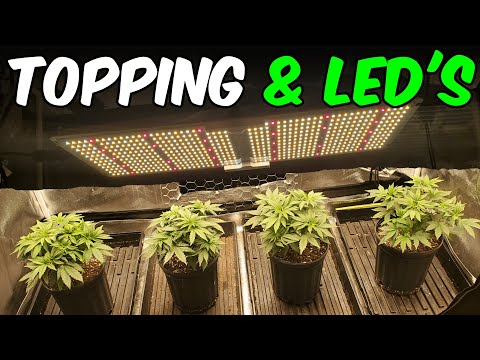 White Widow 2x4 Grow Tent Ep.1 Spider Farmer SF2000 Unboxing & Topping