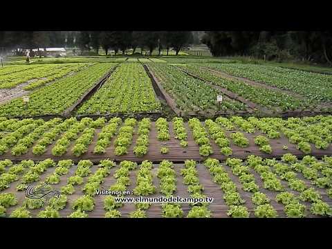 PLANTULACIÓN DE HORTALIZAS MAS SEMILLAS AGRIPLAN DE COLOMBIA   COTA – CUNDINAMARCA