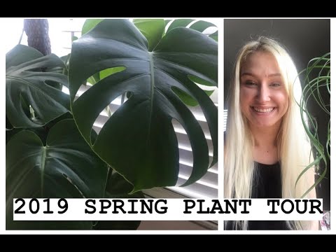 Living Room Plant Tour | Los Angeles Plant Tour