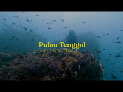 Secret Dive Site In Pulau Tenggol | 25th September 2023 | #divetenggol