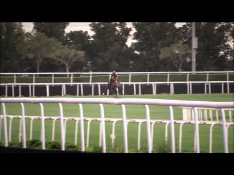 29.03.2014 Meydan (Dubai-UAE) 5.Race Al Quoz Sprint 2014 - Group I 1.000 m