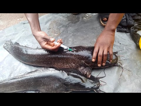 Live practical on catfish fries hatching part 6 | The result output