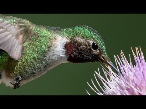 image-What is the fastest recorded speed of a hummingbird?