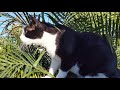 Tuxedo Cat Fighting Bush Leaves
