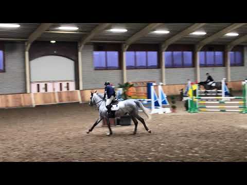 Manuel Albano - Elegibo ( Berlin x Clinton ) 2015 stallion