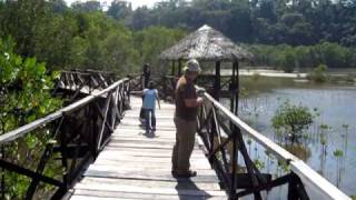 preview picture of video 'Philippines Subic Bay Mangrove Trail #1'