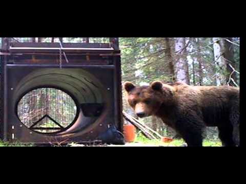 ONDA TG 07.02.2014 - IL PARCO NAZIONALE MAIELLA ADOTTA CATERINA