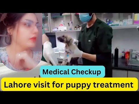 Lahore visit for puppy treatment - This video shows how we are dedicated about Animal Care.