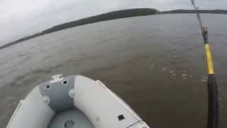 Ловля сома на квок в саратове