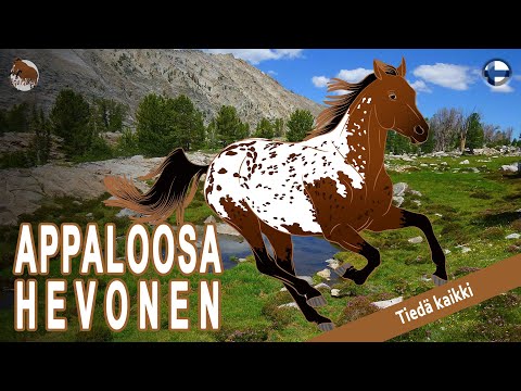 , title : 'APPALOOSA HEVONEN, Nez Perce -heimon suosikkihevoset, HEVOSRODUT'