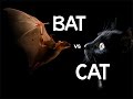 Bat Vs Cat Backyard Who Wins