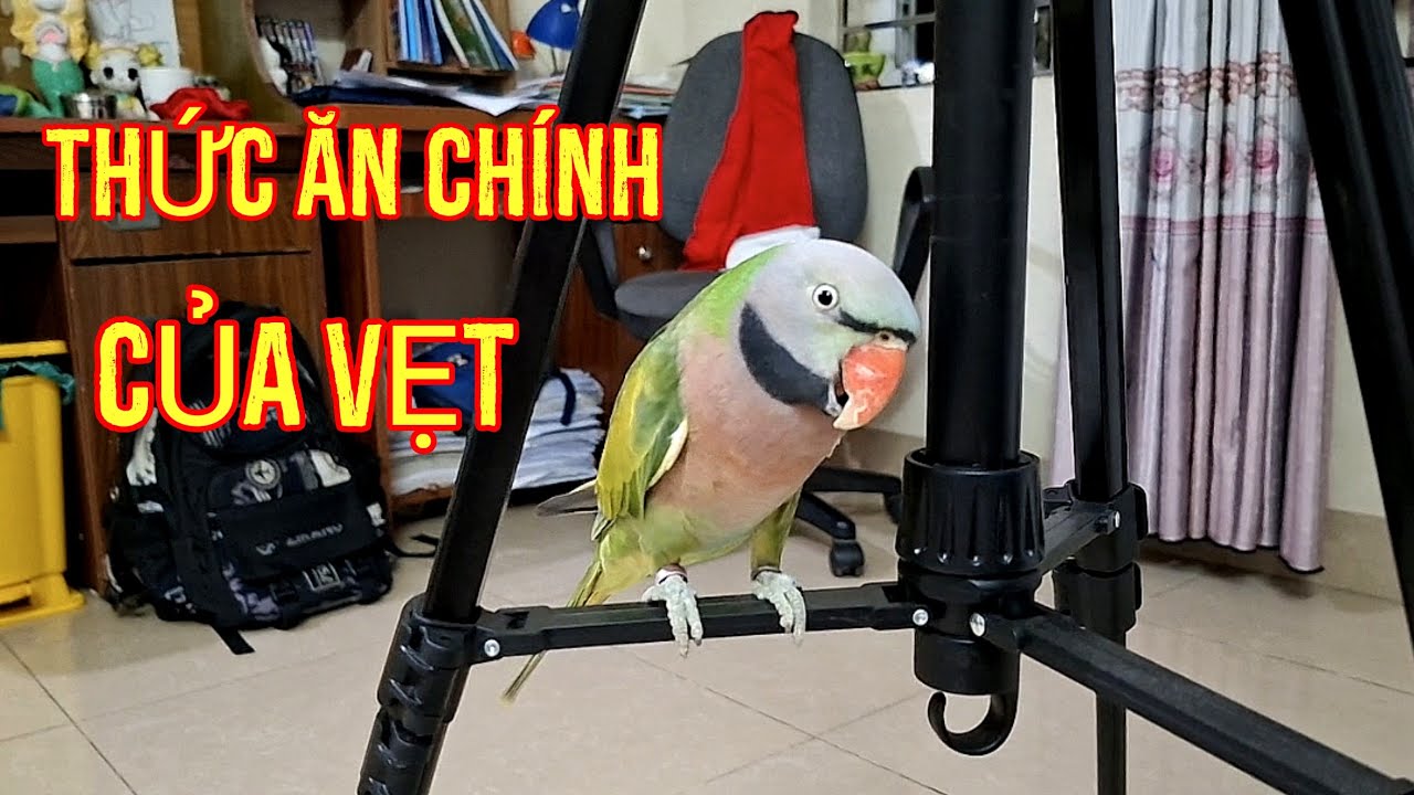 Thức ăn chính của vẹt là gì?