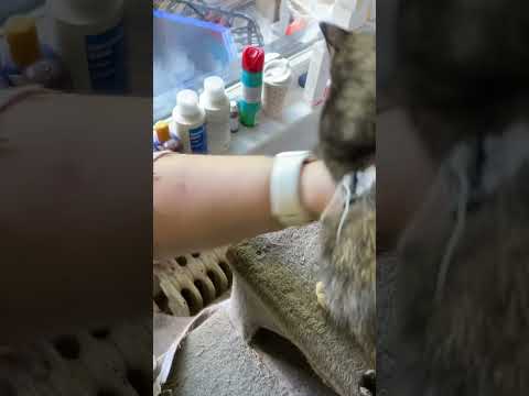 #Katze Franzi am #Kratzbaum filmen