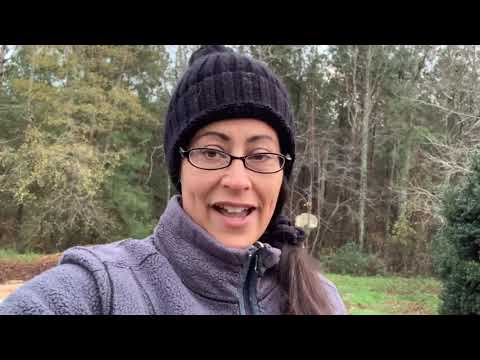 Harvesting and Roasting Chicory Root For Herbal Coffee
