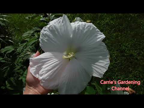 download lagu mp3 mp4 Rosemallows, download lagu Rosemallows gratis, unduh video klip Rosemallows