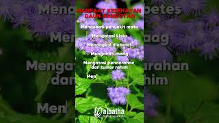 Download lagu Daun Bandotan, Tanaman Liar Segudang Manfaat #asamlambung #Diabetes #Asamurat #cardiomed #shorts mp3 Download lagu Daun Bandotan, Tanaman Liar Segudang Manfaat #asamlambung #Diabetes #Asamurat #cardiomed #shorts mp3