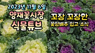 꼬장 꼬장한 꽃양배추 입고 소식 입니다~ ^^  #양재꽃시장 #식물튜브 #월동 #관엽 #식물아빠