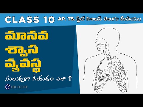 How to draw Manava Swasa Vyavastha RESPIRATORY SYSTEM in telugu