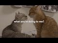 Brenda Lee - Emotions (lyrics)