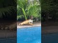 IGUANA 🦎 ATTACK!!!!