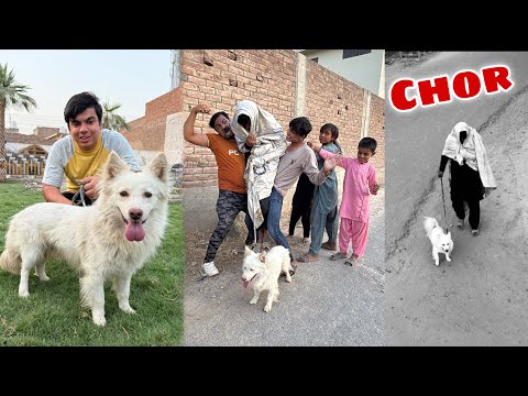 Oreo Dog Ka Chor Pakra Gea 😨 Kia Ya Waqai Oreo Ha ?