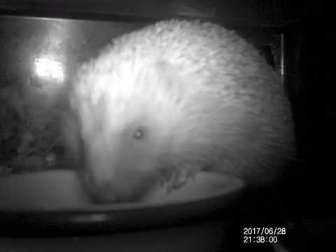 #hedgehog returns 9:37pm 280617