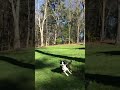 Don T Hit Your Dog While Swinging On The Backyard Swing