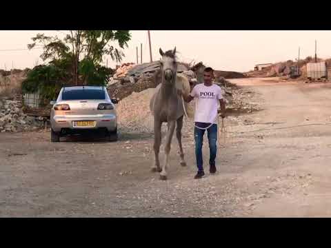 COLT 2018 BY KZ SAHARAAN