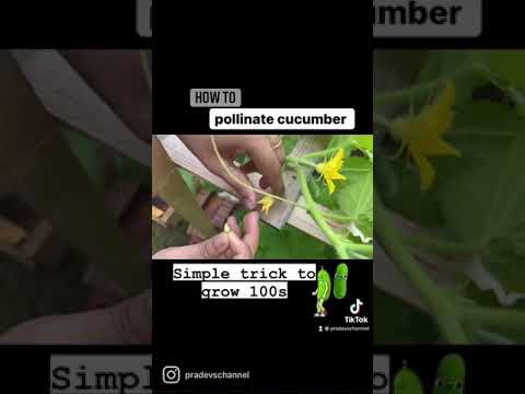 Grow 100s cucumber | How to pollinate cucumber | Gardening