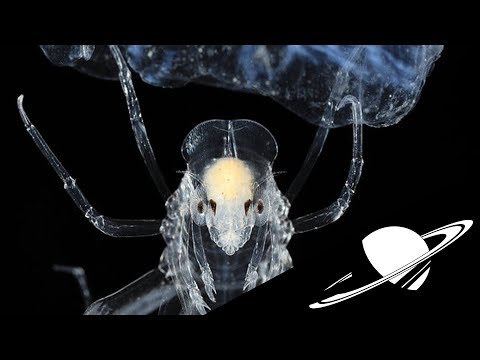 🪐Discovering Aliens would be very bad news