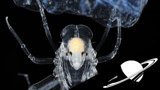 🪐Découvrir des Extra-Terrestres serait une très mauvaise nouvelle (l'Esprit Sorcier) - ASTRONOGEEK