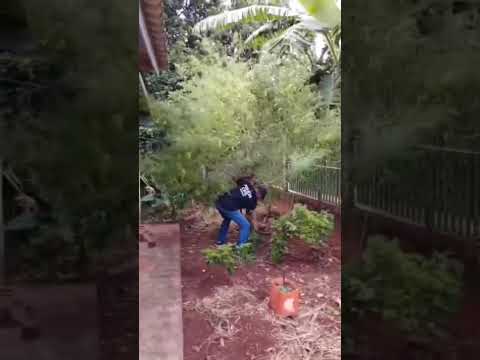 POLÍCIA CIVIL APREENDE PÉ DE MACONHA CULTIVADO EM FRENTE A RESIDÊNCIA EM MIRADOR-PR