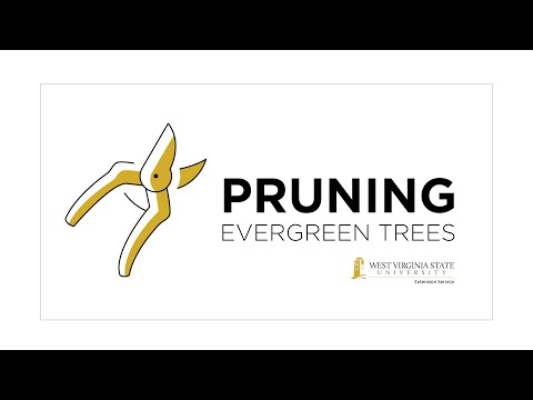Pruning Evergreen Trees