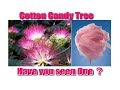 COTTON CANDY TREE - Have You Seen One?