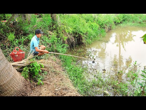 , title : 'Câu Cá Lóc Bằng Vịt Con Với Những Pha Xem Hấp Dẫn'